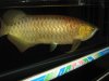arowana 374.jpg