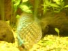 Bichir and discus 027.JPG