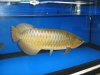 arowana 378.jpg