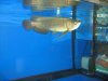 arowana 379.jpg