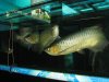 arowana 391.jpg