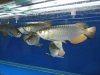 arowana 384.jpg