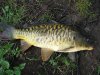 First_Carp_ 003.jpg