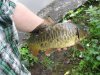First_Carp_ 005.jpg