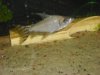 CLEAR TAIL SHOT.JPG
