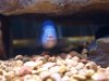 fish_,aster2000.JPG fish_,aster2000.JPG