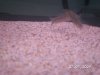 PICT0083.JPG