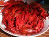 crayfish-01.jpg