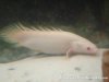 SB albino Senegal Birchir.JPG