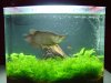 SB Asaian Green Arowana.JPG