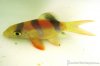 short body clown loach 1.JPG