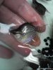 SB PEarl Gourami.jpg