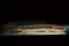 Lapradei Bichir.jpg