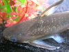 DSCN4520.JPG