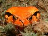 Dyscophus%20guineti,%20False%20Tomato%20Frog,%20Joe%20Chatell.jpg Dyscophus%20guineti,%20False%20Tomato%20Frog,%20Joe%20Chatell.jpg