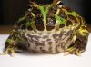 Argentine_Horned_Frog_(Ceratophrys_ornata)1.jpg Argentine_Horned_Frog_(Ceratophrys_ornata)1.jpg
