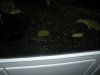 DSCN1291.JPG