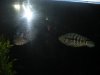 DSCN1293.JPG
