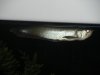 DSCN1305.JPG