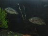 DSCN1315.JPG