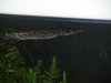 DSCN1317.JPG