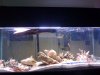 75 gallon.jpg