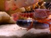 crab on snake.jpg