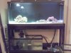 reeftank8.jpg