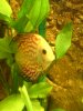 Discus..New ones x 2 034.JPG