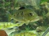 peacock bass 045.jpg