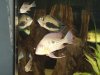 Geophagus Abalios 01.JPG