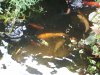 pond 008.jpg
