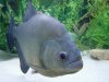 Piranha_35.JPG