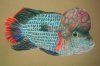 100_0087 (Medium).jpg 100_0087 (Medium).jpg