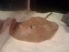 Stingray.jpg