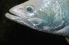 fish pic 030.jpg