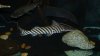 P1040611.JPG