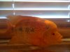 new iphone pics of 29 gal 006.JPG