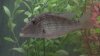 cichlid 052.jpg