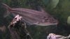 cichlid 069.jpg