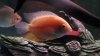 cichlid 004.jpg
