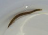 eel2.JPG eel2.JPG