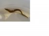eel3.JPG