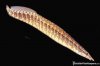 eel_zigzag_01b_medium.jpg