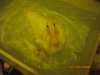 bath time! 004.JPG