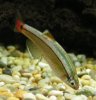 White_Cloud_Mountain_Minnow_2.jpg