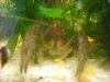 blue cray 2 425.JPG