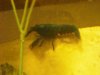blue cray 2 418.JPG