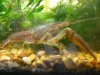 blue cray 2 420.JPG