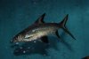 Copy of Bala Shark.JPG